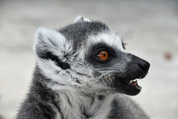 Close up portrait of ring-tailed lemur catta