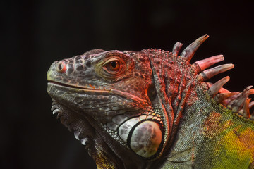 Close up portrait of green iguana male on black