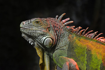 Close up portrait of green iguana male on black