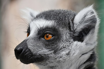 Close up portrait of ring-tailed lemur catta © breakingthewalls