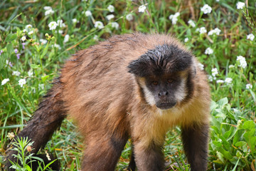 Brown tufted capuchin monkey male in green grass
