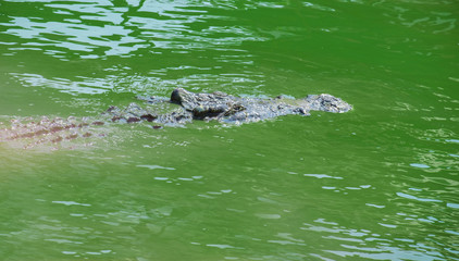 Crocodile / View of dangerous crocodiles immersed in the pool.