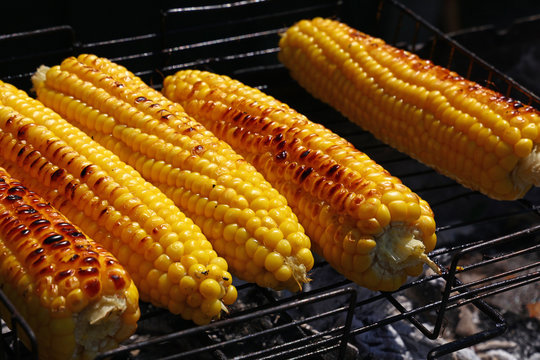 Cooked corn cobs on barbecue grill