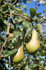 ungespritze Bio-Birnen am Baum