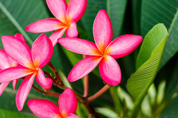 Bright pink plumeria blooms on tree 