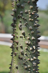 Tree trunk with thorns texture