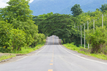 Fototapeta premium rural road straight to forest