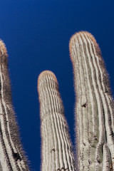 Saguaro Closeup