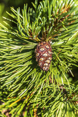 Obraz premium Tree cones background