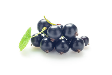 Branch of black currant on a white background.