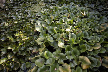 lotus leaves
