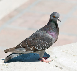 Pigeon