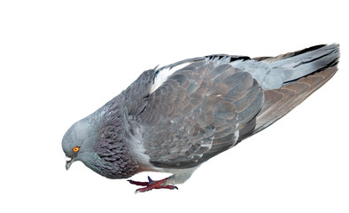 A pigeon
