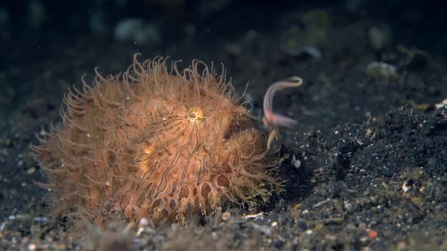 Hairy Frogfish (Antennarius striatus) angling