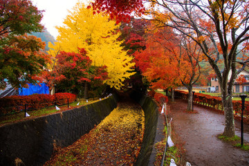 Fototapeta premium Maple Corridor in Kawaguchiko