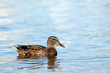Wild duck afloat