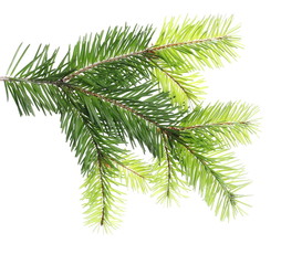 Fir tree branch isolated on white