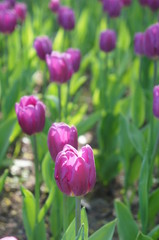 Purple tulips in garden 