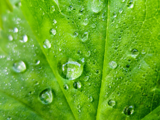 Background of dew drops on green leaf macro. Nature forest morning. Grass with water drops. Beautiful nature in detail.