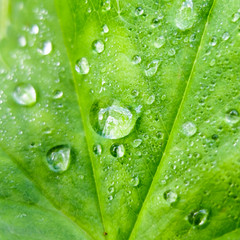 Background dew drops on leaf macro. Nature forest morning. Grass with water drops. Beautiful nature in detail. 