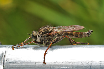 Fly