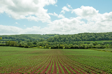 English countryside scenery.