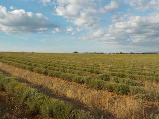 Obraz premium lavande