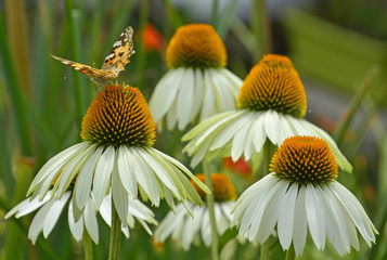 A Small Tortoiseshell butterfly (Aglais Urtica) on White Swan Echinacea or Coneflowers – herbaceous flowering perennials from the Asteraceae daisy family. Photography taken in NE Italy.

