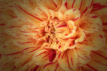Yellow with red strip flower petals, close up and macro of chrysanthemum, beautiful abstract background