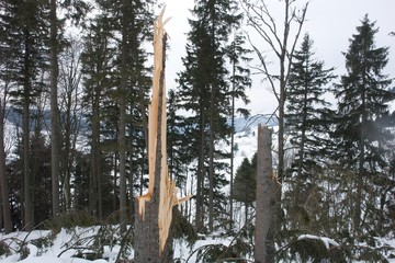 Geborstener Baum