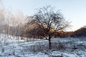 Foto auf Leinwand Christmas morning. Snowy winter forest © sola_sola