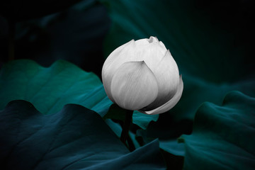 Panele Szklane Podświetlane  Fantastyczny kwiat lotosu