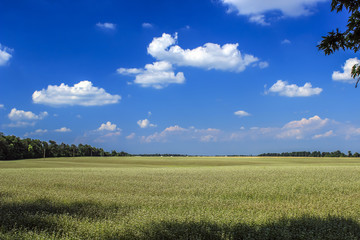 Yellow rapeseed flowers on field with blue sky