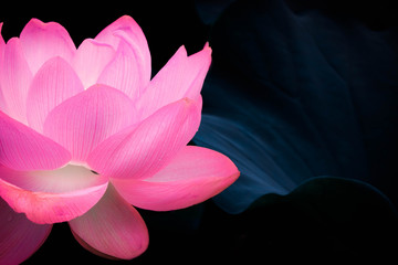 Panele Szklane Podświetlane  Fantastyczny kwiat lotosu