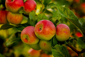 Red apple growing on tree in the garden full.