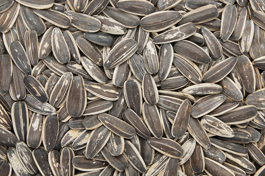 Close-up and detail of sunflower seeds background