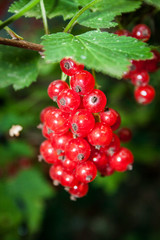 Ribes rubrum fruiting shrub in the garden