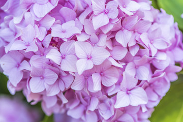 Fototapeta premium Hydrangeas