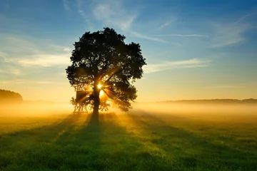 Foto op Plexiglas Eikenboom in weide bij zonsopgang, zonnestralen die door ochtendmist breken © AVTG