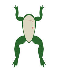 flat design biology class frog surgery icon vector illustration