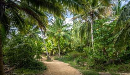 Fototapeta na wymiar Path on a Palm Tree Forest - Tayrona Natural National Park, Colombia
