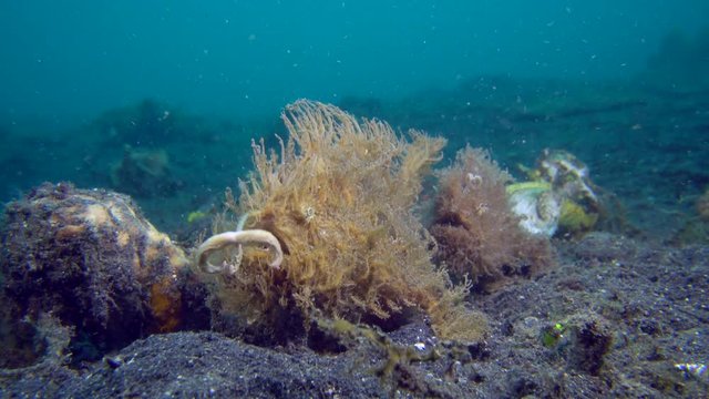 Hairy Frogfish (Antennarius striatus) pair walking over sand