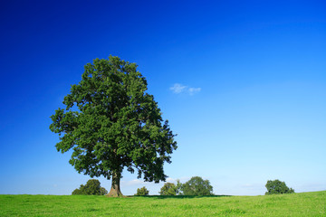 Fototapeta na wymiar Mighty Oak Tree on Meadow in Summer Landscape under Blue Sky