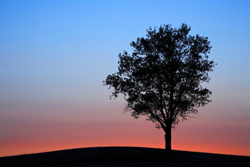 Fototapeta na wymiar Silhouette of Solitary Tree on Hill at Sunset