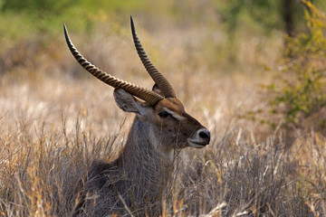 Wasserbock