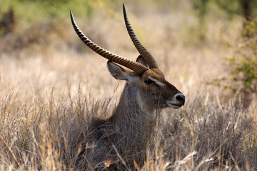 Wasserbock