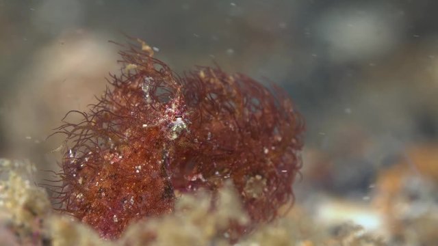 Hairy octopus (Octopus sp.) in Lembeh
