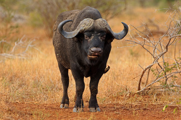 Obraz premium Afrikanischer Büffel