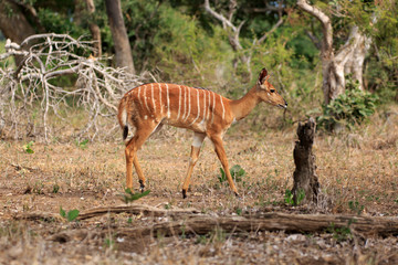 Nyala