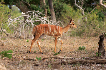 Nyala